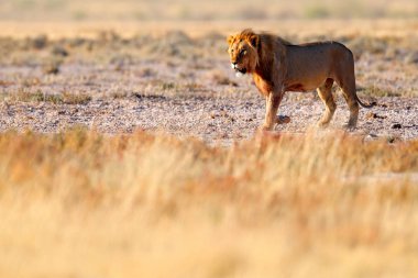 Afrika aslanı sıcak güneşli bir günde çölde yürürken, kuru doğa habitat, Etocha Np, Namibya, Afrika