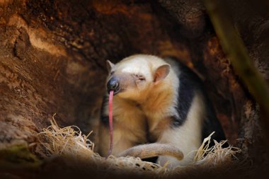 Uzun dil. Güney Tamandua, Tamandua tetradactyla, doğa ormanı habitat, Brezilya vahşi karıncayiyen. Tropik orman ormanından vahşi yaşam sahnesi. Uzun namlulu ve büyük kulakları ile Karıncayiyen.