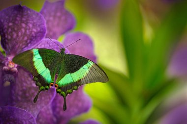 Yeşil kırlangıç kuyruk kelebeği, Papilio palinurus pembe mor orkide çiçek üzerinde oturan, Endonezya, Asya 