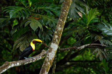 Tropikal ormanda toucan, Kosta Rika.