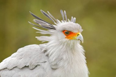 Sekreter Kuş, Yay serpentarius, turuncu yüzlü güzel gri kuş portresi, Kenya, Afrika. Doğadan vahşi yaşam sahnesi. Başında gri ibik olan güzel hayvan.