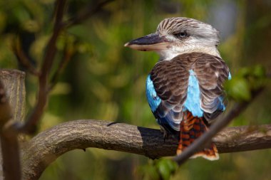 Kingfisher Blue-Winged Kookaburra, Dacelo leachii, Avustralya renkli Kingfisher. Kuş habitatta gizlidir. Doğada vahşi yaşam sahnesi.