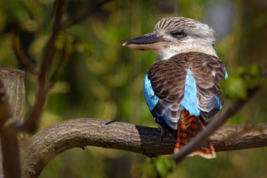 Kingfisher Blue-winged kookaburra, Dacelo leachii, colorful kingfisher from Australia. Bird hidden in the habitat. Wildlife scene from nature. clipart