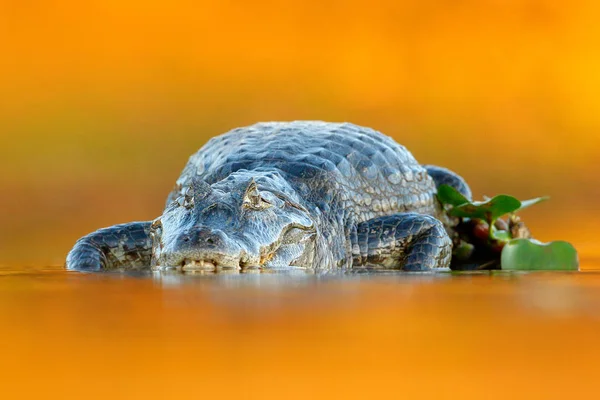 Yacare Caiman Crocodilo Com Peixe Dentro Com Focinho Aberto Com — Fotografia de Stock