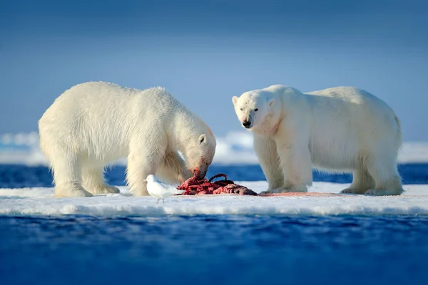 Dos Osos Polares Comiendo Focas Muertas Hielo Deriva Con Nieve — Foto de Stock