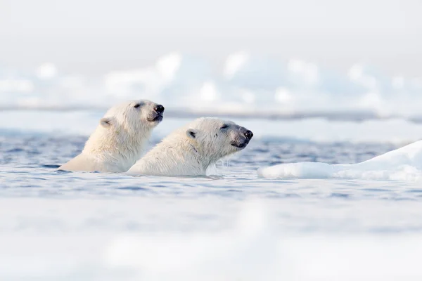 Polar Bears Swimming Water Drifting Ices Snow Spitsbergen Norway Arctic — Stock Photo, Image