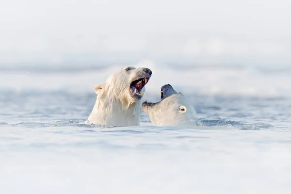 Dos Osos Polares Jugando Mientras Luchan Agua Spitsbergen Noruega Vida —  Fotos de Stock