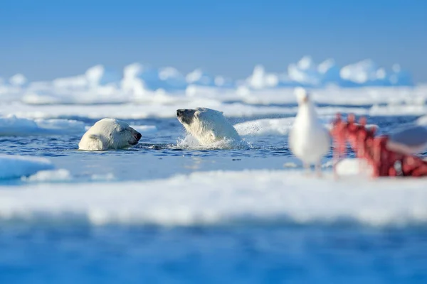 Dos Osos Polares Nadando Agua Con Aves Cerca Foca Muerta — Foto de Stock
