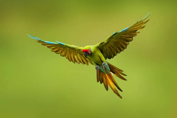 偉大な緑のマコー アラのあいまいさ またブッフォンのマコーとして知られています 野生の熱帯林の鳥 緑の植生に対して伸びた翼で飛ぶ 生息地の大きなオウム 緑の絶滅危惧種の鳥 — ストック写真