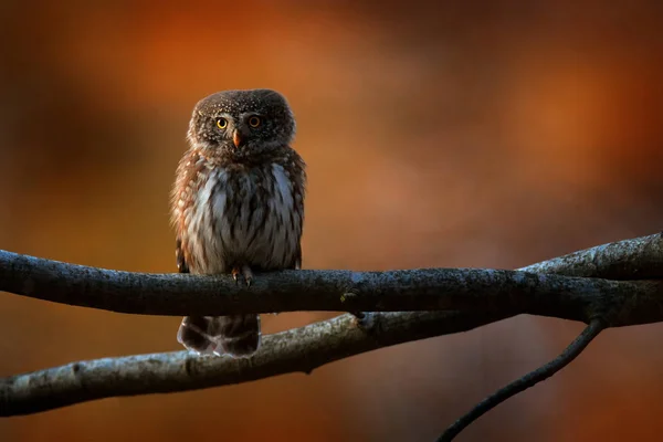 Pygmy Owl Sitting Tree Branch Dark Autumn Orange Forest Background — Stock Photo, Image