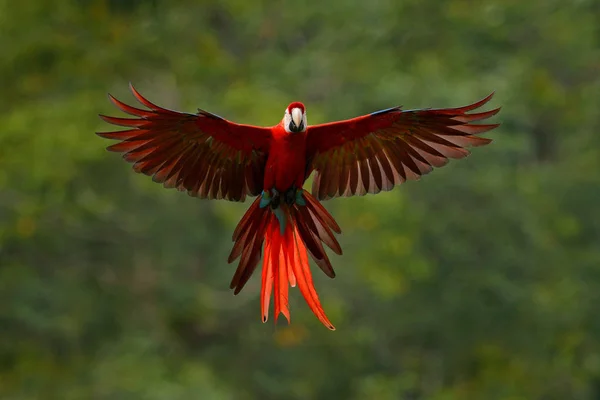 Arapapagáj Sötétzöld Növényzetben Repül Gyönyörű Hátfénnyel Esővel Scarlet Macaw Ara — Stock Fotó