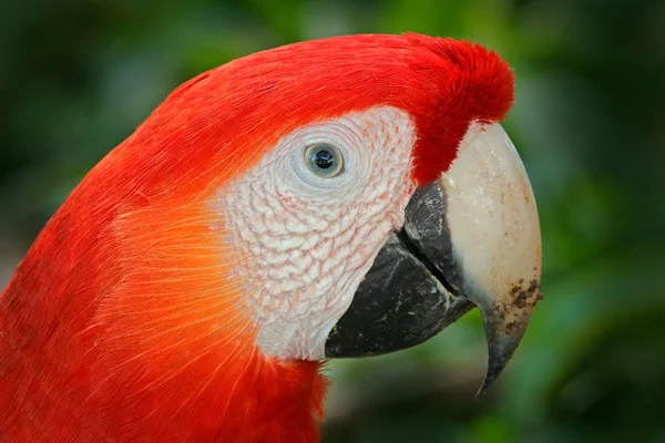 Bellissimo Pappagallo Rosso Scarlet Macaw Habitat Naturale Amazzonia Brasile Scena — Foto Stock
