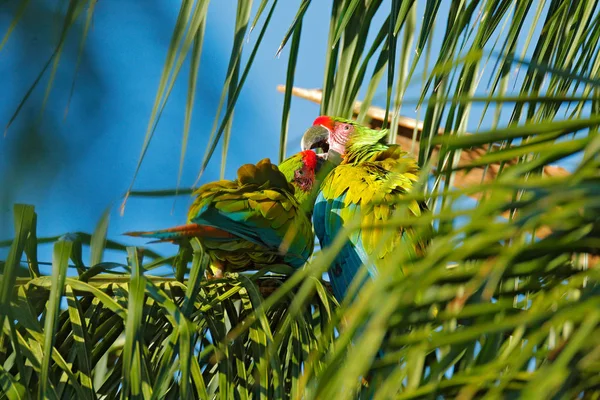 Ara Ambigui Zelený Papoušky Stromě Divocí Ptáci Přírodním Habitatu Kteří — Stock fotografie