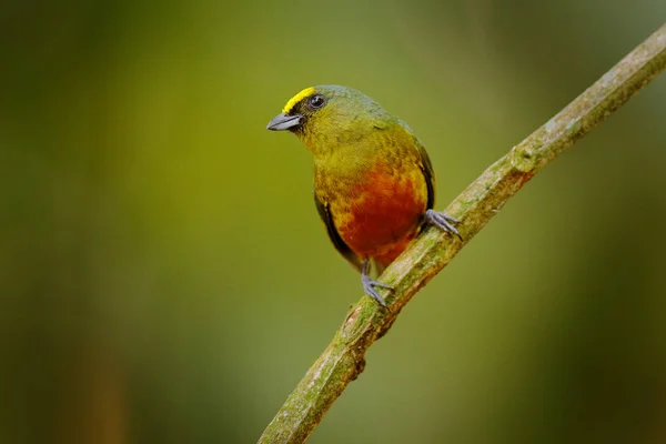 Euphonia Olivovými Podporami Euphonia Gouldi Exotický Tropický Pták Kostariky Pták — Stock fotografie