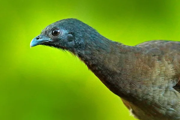 Dettaglio Ritratto Ravvicinato Uccello Tropico Chachalaca Dalla Testa Grigia Ortalis — Foto Stock