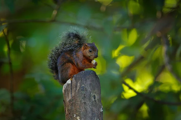 Brokig Ekorre Sciurus Variegatoides Med Mat Detalj Porträtt Costa Rica — Stockfoto