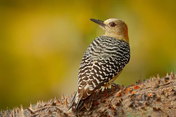 Hackspett Från Costa Rica Hoffmanns Hackspett Melanerpes Hoffmanni Sitter Trädstam — Stockfoto