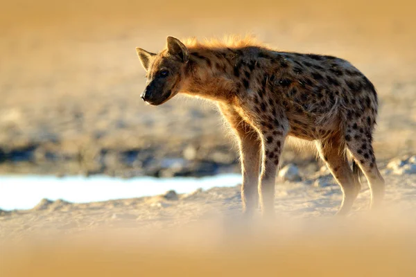 Gefleckte Hyäne Crocuta Crocuta Wütendes Tier Wasserloch Schöner Abendsonnenuntergang Tierverhalten — Stockfoto