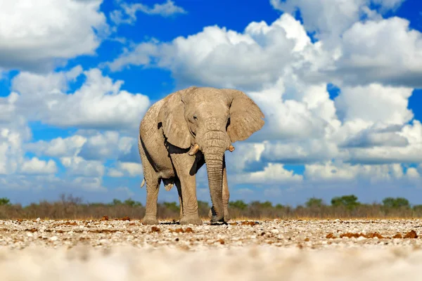 Großer Afrikanischer Elefant Mit Blauem Himmel Und Weißen Wolken Etocha — Stockfoto