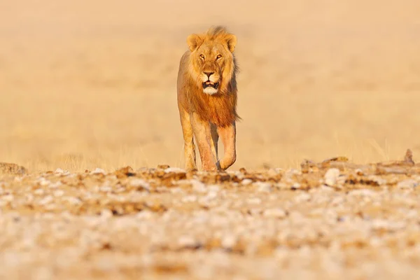 León Africano Caminando Desierto Día Soleado Caluroso Hábitat Natural Seco —  Fotos de Stock