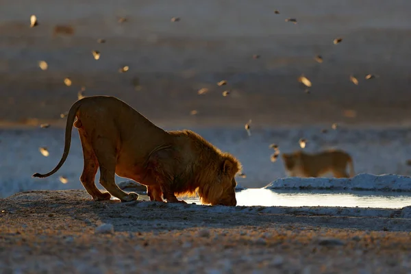 Água Potável Leão Retrato Leão Africano Panthera Leo Detalhe Grande — Fotografia de Stock