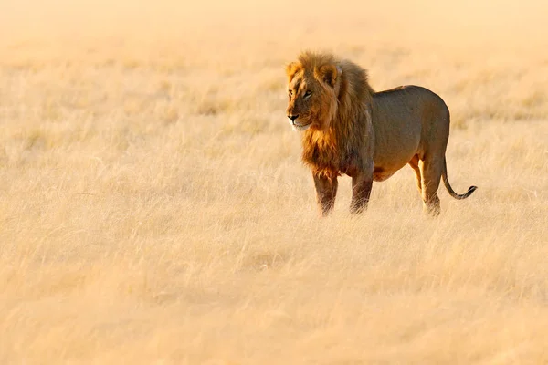 Afrikanska Lejon Walking Desert Hot Sunny Day Torra Natur Habitat — Stockfoto