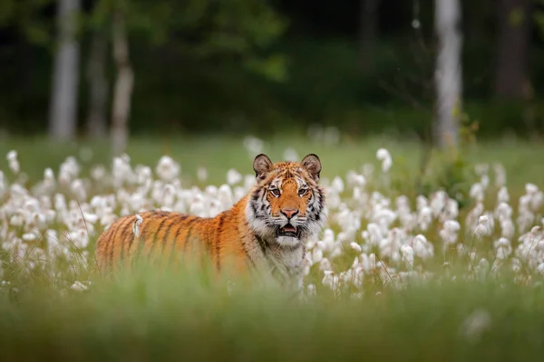 自然の森の生息地でシベリアトラ 霧の朝 緑の白い綿の草でアムールトラ狩り 危険な動物 タイガ ロシア環境の中に座っている大きな猫 野生動物の自然の中で野生の猫 — ストック写真