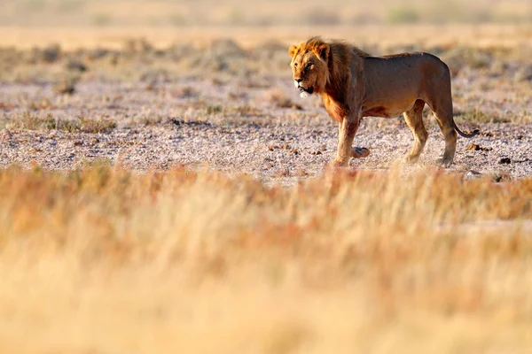 León Africano Caminando Desierto Día Soleado Caluroso Hábitat Natural Seco — Foto de Stock