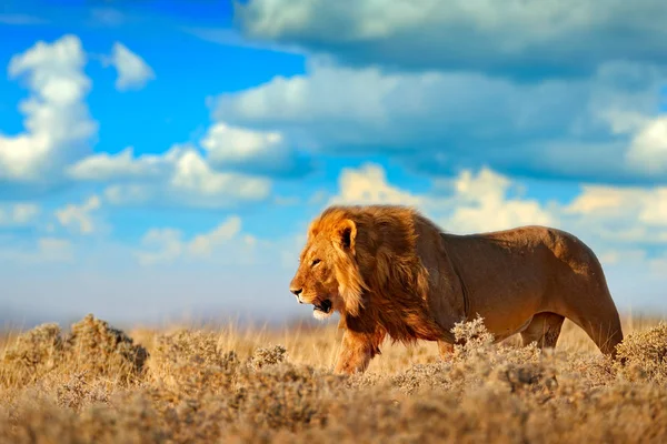 African Lion Walking Desert Hot Sunny Day Dry Nature Habitat Stock Photo by  ©OndrejProsicky 264538786