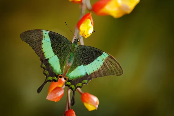 Papilio Palinurus Zielony Swallowtail Motyl Siedzi Czerwono Żółte Kwiaty Kwitną — Zdjęcie stockowe