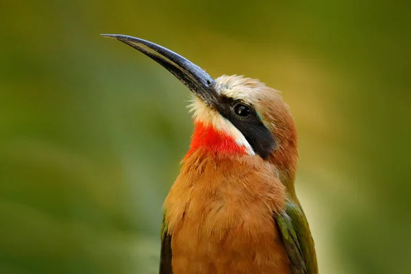 Apicultor Fachada Blanca Merops Bullockoides Bosque Tanzania África Detalle Retrato —  Fotos de Stock