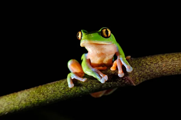 Laubfrosch Mit Goldenen Augen Versteckt Grüner Vegetation Costa Rica — Stockfoto