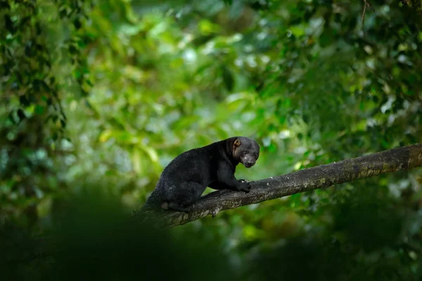 Tayra Tropik Ormandaki Küçük Yırtıcı Tayra Eira Barbara Gelincik Ailesinden — Stok fotoğraf