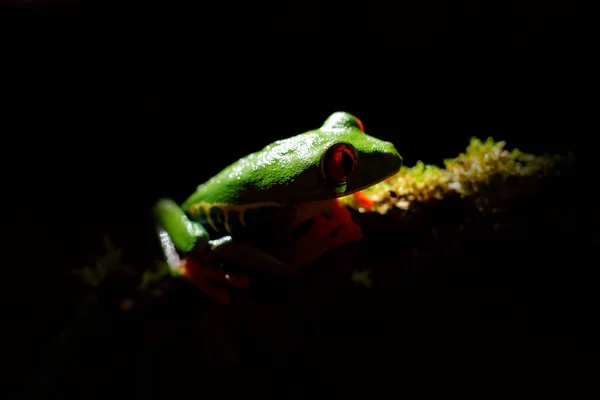 Close Sapo Olhos Vermelhos Árvore Sapo Escondido Vegetação Verde Costa — Fotografia de Stock