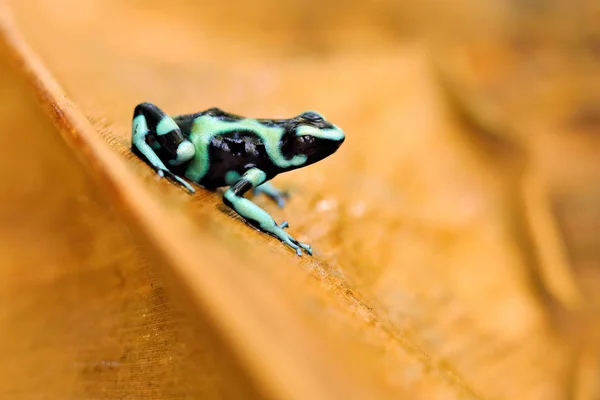 Green Black Poison Dart Frog Floresta Tropical Amazônica Habitat Natureza — Fotografia de Stock