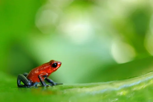 Red Strawberry Poison Dart Frog Natural Tropical Habitat Costa Rica — Stock Photo, Image