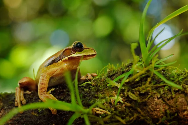 Gemaskerde Smilisca Exotische Tropische Groene Kikker Uit Costa Rica Close — Stockfoto