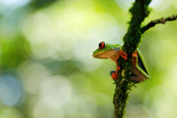 Primer Plano Rana Ojos Rojos Rana Árbol Escondida Vegetación Verde — Foto de Stock