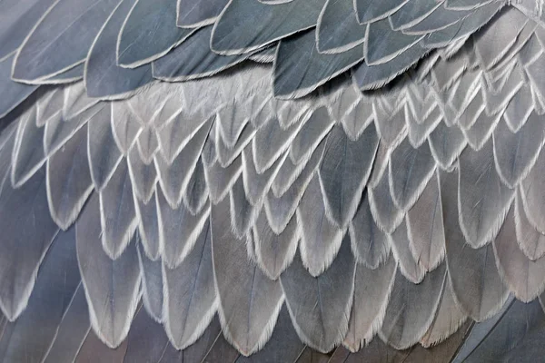 Detailní Detail Peřeje Peří Šedého Shoebill Balaeniceps Rex Portrét Velkýho — Stock fotografie