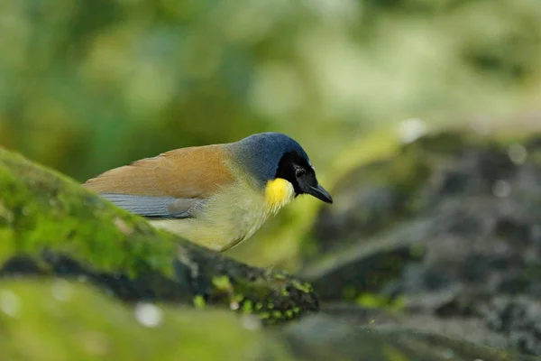 Blaukrönchen Lachdrossel Oder Courtois Lachvogel Garrulax Dryonastes Courtoisi Blauer Gelber — Stockfoto