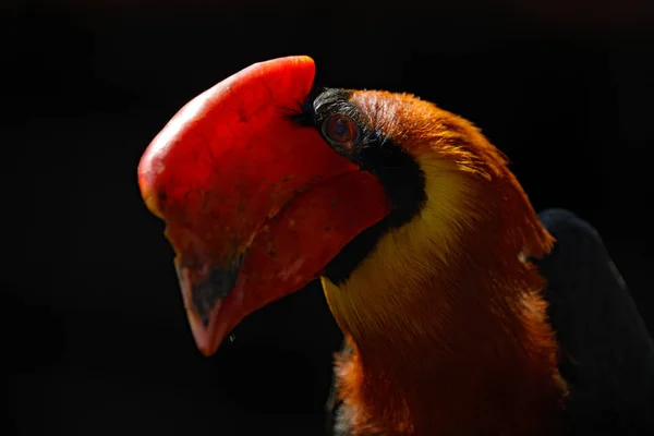 暗い森の生息地でフィリピンのホーンビル ジャングル 野生動物の鳥の赤い大きなくちばしで頭 ルフォス ホーンビル ブセロス ヒドロコラックス アジアのフィリピンからラレット ボルドの詳細ビル肖像画 — ストック写真
