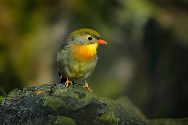 赤札のレオトリクス レイオトリクスルテア 中国南部とヒマラヤからの珍しい鳥 緑の植生のかわいい動物 動物が枝に座っている 自然からの野生動物のシーン — ストック写真