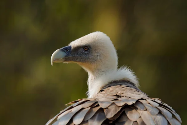 Skalnatém Habitatu Himáajská Griffon Ptačí Asie Sedící Kameni Skalnaté Hoře — Stock fotografie