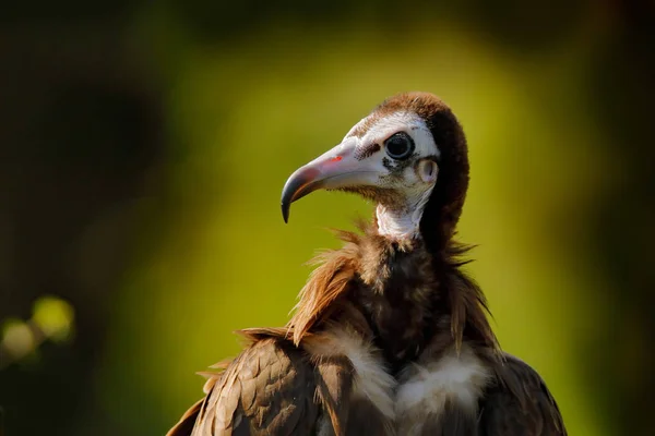 Buitre Encapuchado Necrosyrtes Monachus Detalle Retrato Cabeza Pájaro Sentado Rama — Foto de Stock