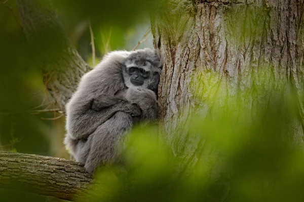 긴팔원숭이 효로바테스 몰로흐 서식지에서 원숭이 나무에 긴팔원숭이 아시아인도네시아 자연에서 장면입니다 — 스톡 사진