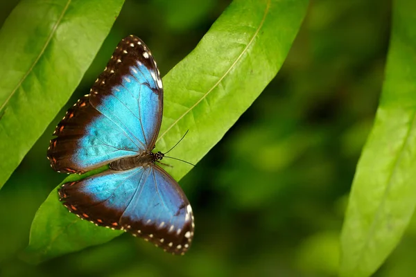 Modrý Morpho Morpho Peleides Motýl Sedí Zeleném Listu Přírodním Habitatu — Stock fotografie