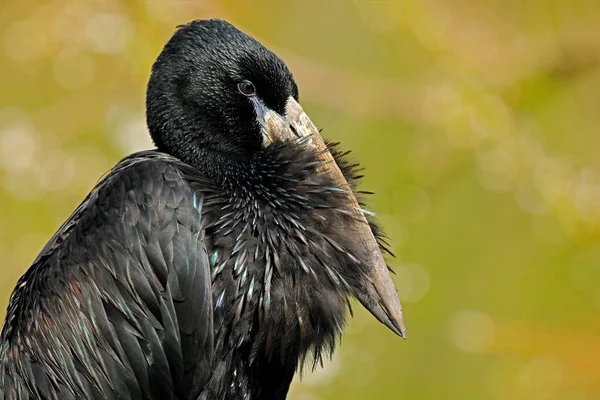 Detailporträt Des Afrikanischen Riesenschnabels Des Schwarzen Großen Afrikanischen Storchs Vogel — Stockfoto