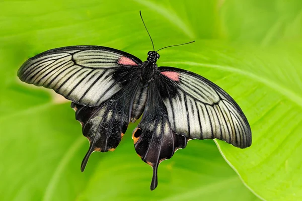 Papilio Rumanzovia Bela Borboleta Mórmon Escarlate Escuro Sentado Folha Verde — Fotografia de Stock
