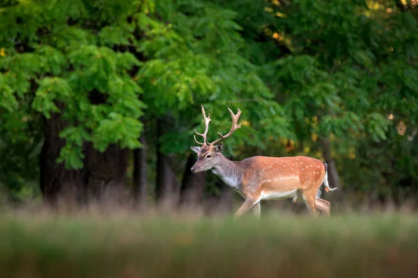 Majestatyczny Potężny Dorosły Fallow Deer Dama Dama Zielonej Łące Trawiaste — Zdjęcie stockowe