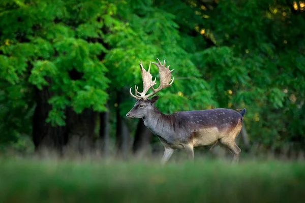 Majestatyczny Potężny Dorosły Fallow Deer Dama Dama Zielonej Łące Trawiaste — Zdjęcie stockowe